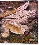 Reflections Of Nature Canvas Print
