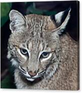 Reflective Bobcat Canvas Print