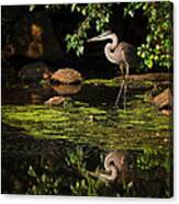 Reflective Heron Canvas Print