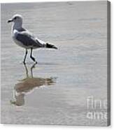 Reflective Seagull Canvas Print