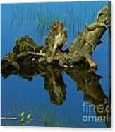 Reflective Wood Canvas Print