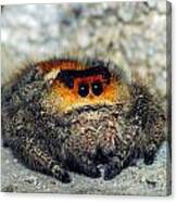 Regal Jumping Spider Canvas Print