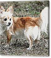 Regal Pose Chihuahua Canvas Print