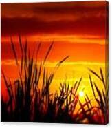 Reservoir Sunset Tall Grass Canvas Print