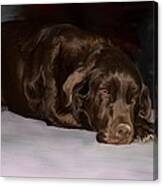 Resting Chocolate Lab Canvas Print