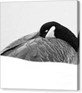 Resting Goose In Bw Canvas Print