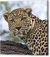 Resting Leopard Okavango Delta Botswana Canvas Print