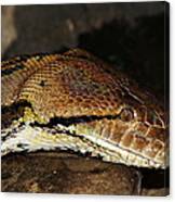 Reticulated Python Canvas Print