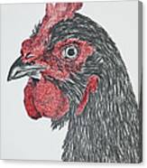 Rhode Island Red Chicken Canvas Print
