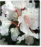 Rhododendron 1 Canvas Print