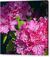 Rhododendrons Ii Canvas Print