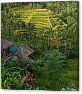 Rice Terraces - Bali Canvas Print