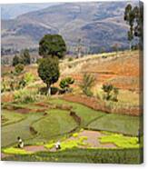 Rice Terraces Near Ambalavao Madagascar Canvas Print
