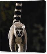 Ring-tailed Lemur Madagascar Canvas Print