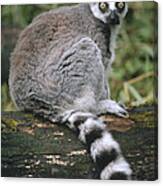 Ring-tailed Lemur Portrait Madagascar Canvas Print
