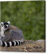 Ring-tailed Lemur Resting On Rocks Canvas Print