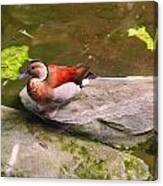 Ringed Teal On A Rock #2 Canvas Print
