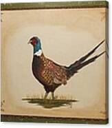 Ringneck Pheasant Canvas Print