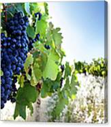 Ripe Grapes Canvas Print