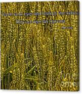 Ripe Wheat Fields Canvas Print