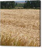 Ripening Barley - Speyside Canvas Print