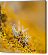 Rising From A Golden Sea Canvas Print