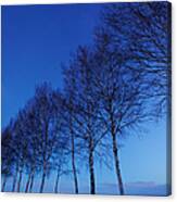 Roadside Trees Canvas Print