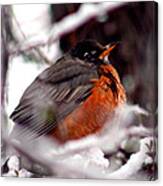 Robins' Patience Canvas Print