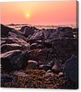 Rocks And Seaweed Sunrise On The Nh Seacoast Canvas Print