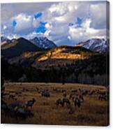 Rocky Mountain Elk Canvas Print