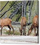 Rocky Mountain Elk Canvas Print