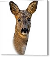 Roe Deer Portrait Canvas Print