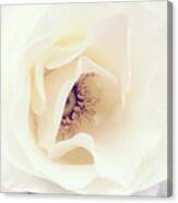 Romance In A Rose Canvas Print