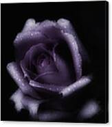 Romantic Purple Rose Canvas Print