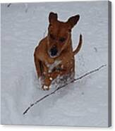 Romp In The Snow Canvas Print