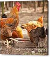 Rhode Island Red Hens Eating From Feeder Canvas Print