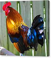 Rooster Canvas Print