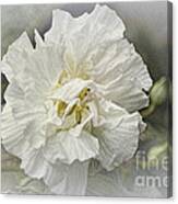 Rose Of Sharon 4a Canvas Print