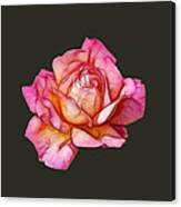 Rose By Any Other Name Canvas Print
