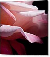 Rose Caressed By Light Canvas Print