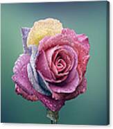 Rose Colorful Canvas Print
