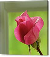 Rose Complimentary Canvas Print