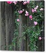 Rose Fence Canvas Print
