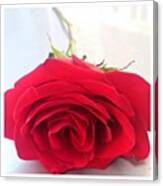 #rose #flower #redrose Canvas Print