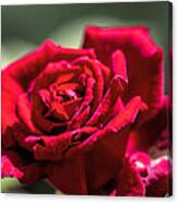 Rose Canvas Print