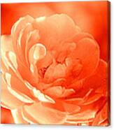 Rose Orange Canvas Print