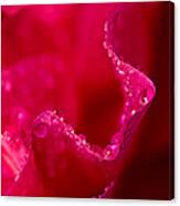 Rose Petal Rain Canvas Print
