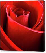 Rose Swirl Canvas Print