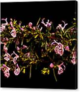 Rosemary Crown Of Thorns Canvas Print