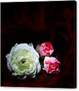 Roses Canvas Print